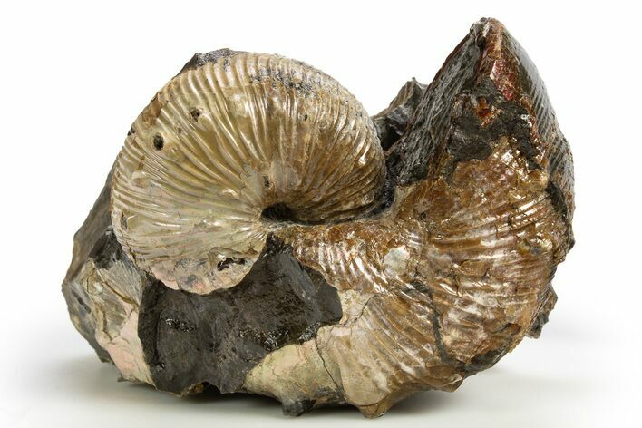 Iridescent Ammonite (Hoploscaphities) Fossil - South Dakota #318823